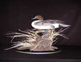 Pintail Drake